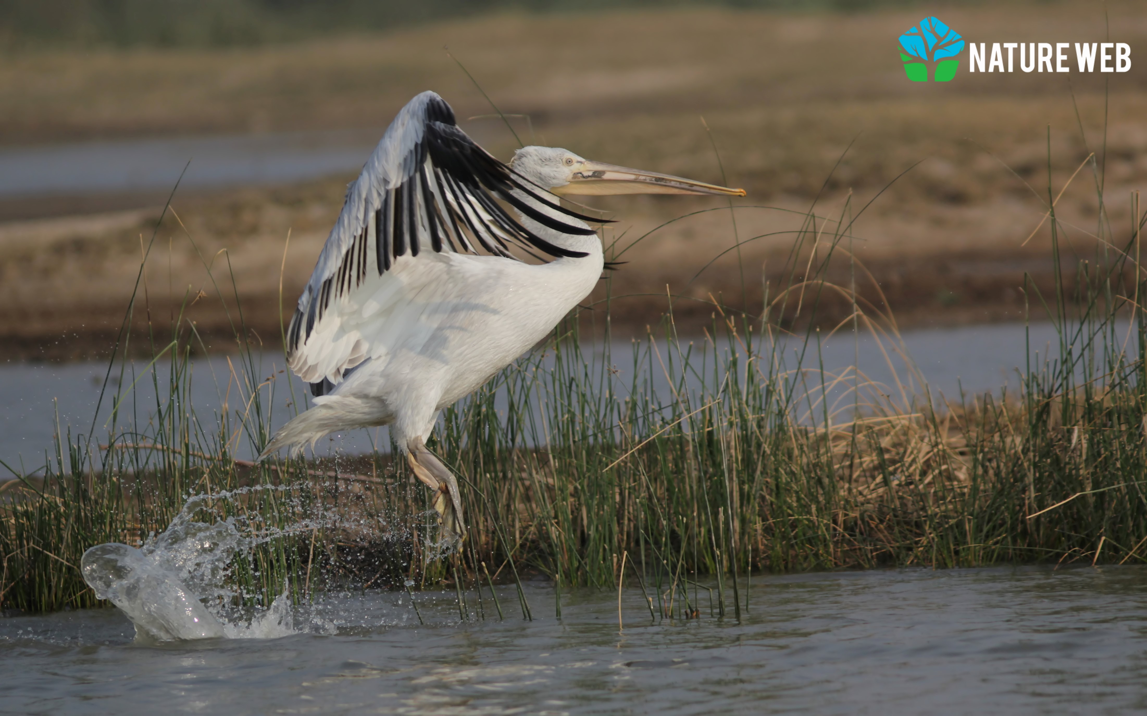 Dalmatian Pelican